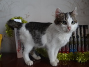 Котенок Элик в дар!