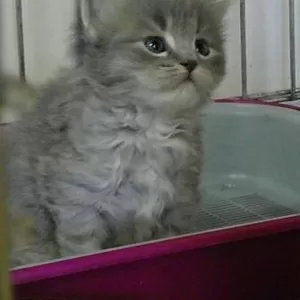 Стерилизованные кошки в дар