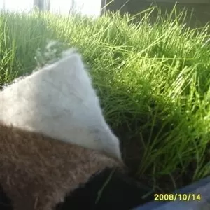 Полотно нетканое геотекстильное с семенами многолетних трав ...