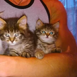 Отдам игривых котят в добрые руки