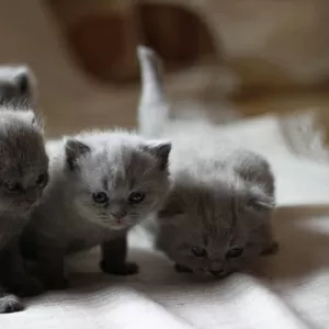 Британские короткошерстные котята