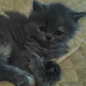 ПРОДАМ КОТЯТ                                                          