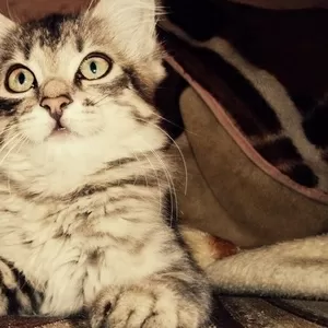 Отдам красивых котят