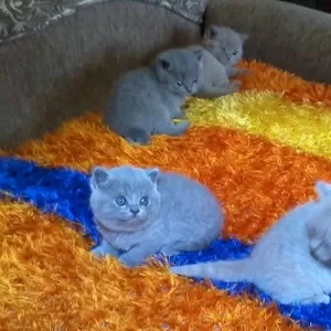 Британские плюшевые  котята