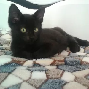 Ласковый котенок