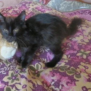 маленький котёнок ищет хороших добрых людей,  кому подарить свою ласку!