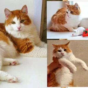 Рыжик- котик для наших мам!!!