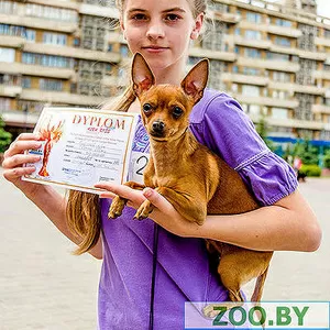Предлагаю услуги хендлера