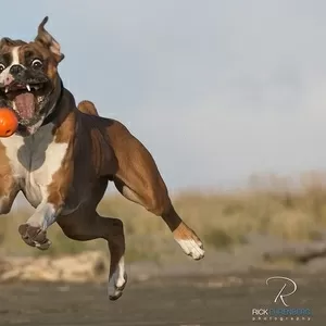 Выгул собак