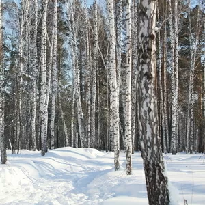 Береза,  кругляк,  РБ,  ЕС,  поставки,  лесоматериал,  пиломатериал