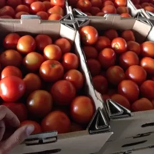 Продаем помидоры (Украина)