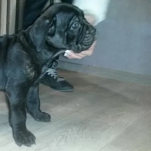 щенки Кане Корсо