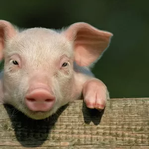 Интересует свинина