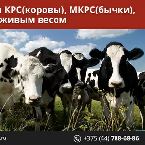 Закупка КРС,  свинины живым весом. Дорого.