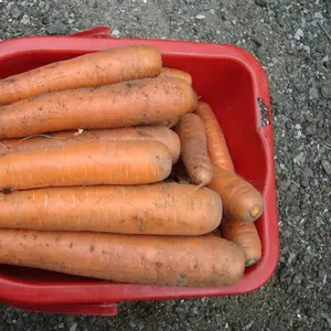 Продам морковь тупоносую с чернозема