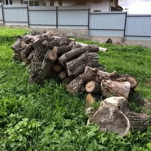 Отличный вековой дуб