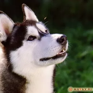 Прогулка с вашим четвероногим другом!