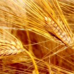 Пшеницу фуражную куплю