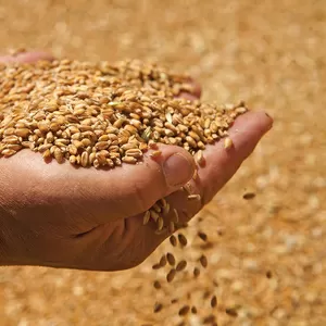Организация купит зерно фуражное.