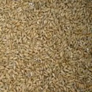 Организация на постоянной основе закупает зерно фуражное (тритикале)