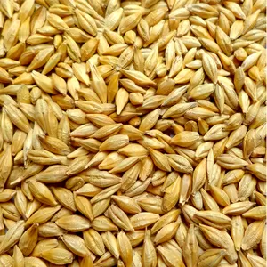 Организация на постоянной основе закупает зерно фуражное ( ячмень)
