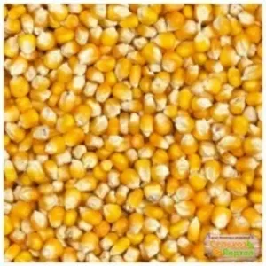 Организация на постоянной основе закупает зерно фуражное ( кукуруза)