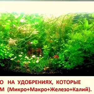 Удобрения - микро,  макро,  калий,  железо,  для растений. ПОЧТОЙ вышлю