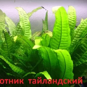 Папоротник тайландский. НАБОРЫ растений для запуска. ПОЧТОЙ вышлю--