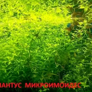 Хемиантус микроимоидес и др. НАБОРЫ растений для запуска. ПОЧТОЙ вышлю