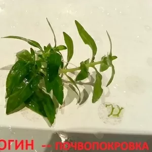 Стаурогин - почвопокровка. НАБОРЫ для запуска. ПОЧТОЙ вышлю----