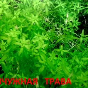 Хемиантус микроимоидес. НАБОРЫ растений для запуска. ПОЧТОЙ вышлю.