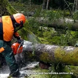 Спил садовых деревьев