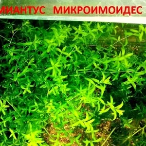 Аквариумные растения. Хемиантус микроимоидес. Наборы для запуска. ПОч