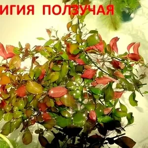 АКВАРИУМНЫЕ РАСТЕНИЯ. Людвигия ползучая. Наборы для запуска. ПОЧТОЙ9