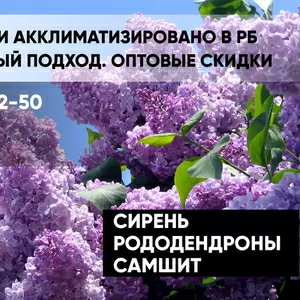 Сирени,  рододендроны,  самшиты