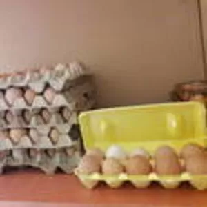 домашние яйца