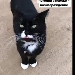 Внимание Потерян кот      ....                       ...   .