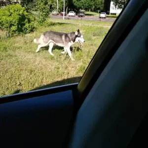 Внимание найдена собака Хаска        .       .       .  .     ..