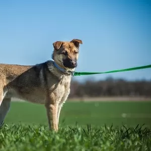 Лаки ищет дом и любящих хозяев 