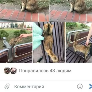 Кошечка срочно ищет дом и любящих хозяев 