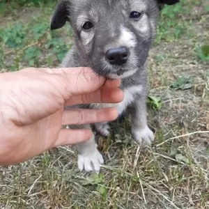 3 Щенка ищут дом и любящих хозяев   щенка!!!!!