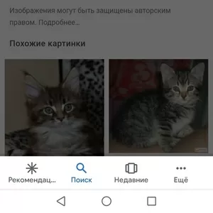 Котенок ищет дом и любящих хозяев.....0