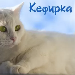 Кефирка ищет дом и любящих хозяев 