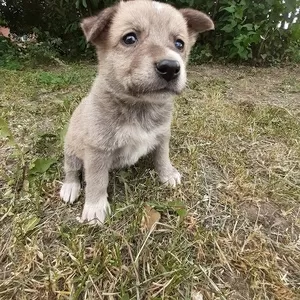 Милые щенки ищут дома.     