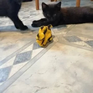 2 черных котенка ищут дом и любящих хозяев 