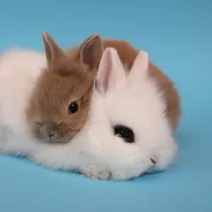 Необычные крошки кролики с ладошку