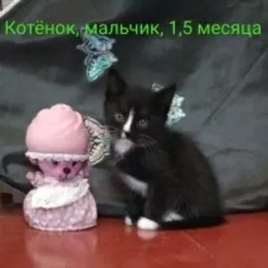 Котёнок в Добрые руки 