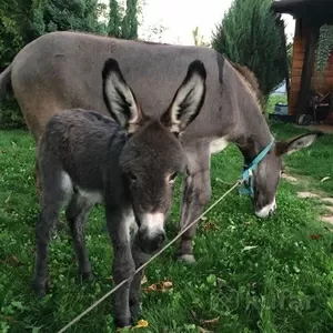 Продаются ослики Девочка и мальчик