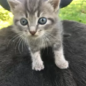 котята в дар В добрые руки котята черно-белая кошечка , серый и чёрный 