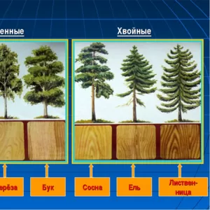 Пиломатериал лиственные и хвойных пород